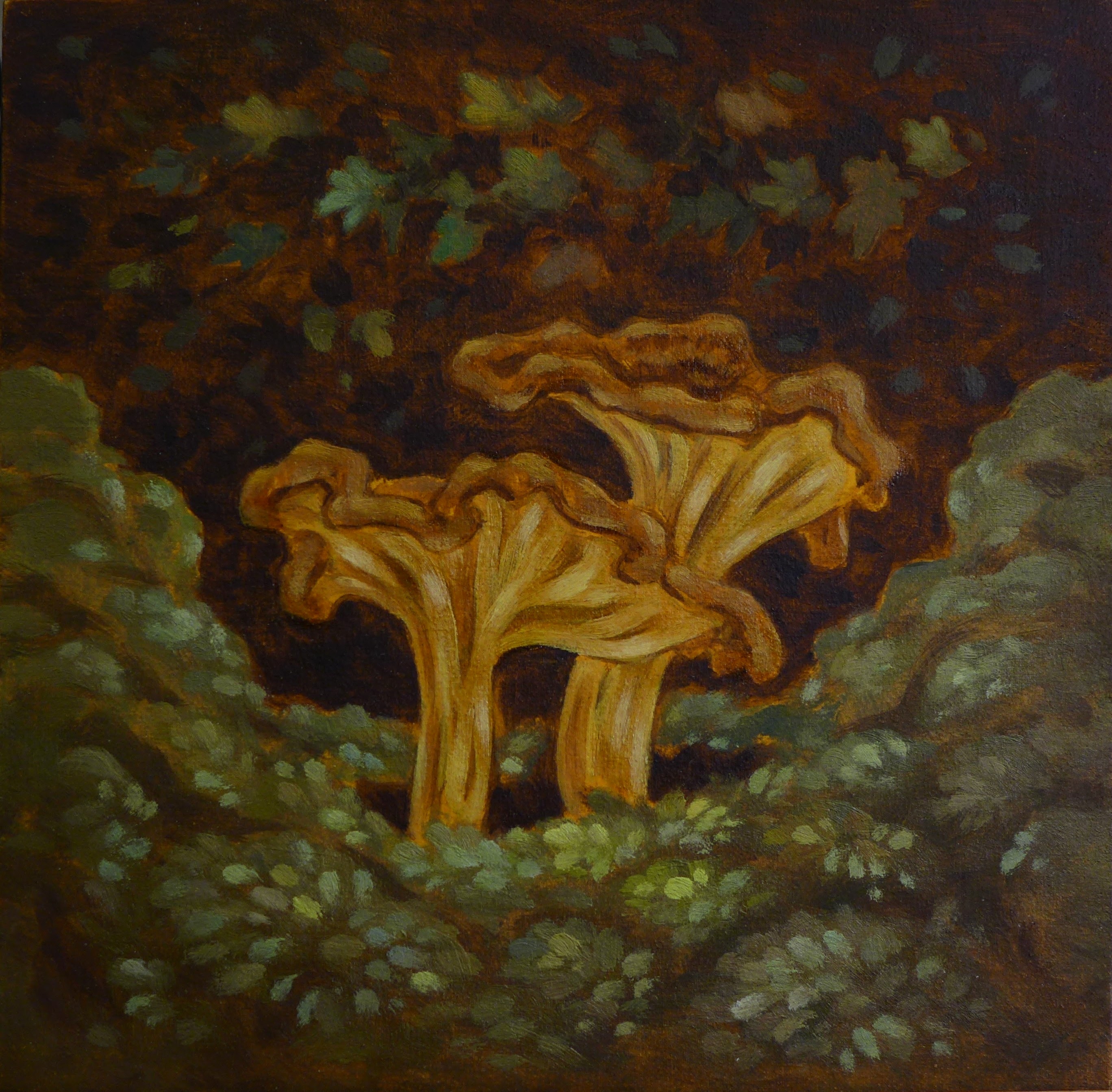 Chanterelles